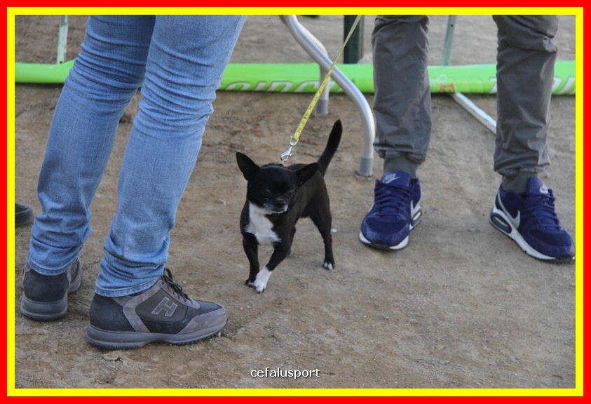 180311 mostra_canina 007.jpg